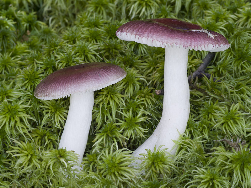 Russula nitida